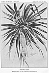 PLATE XXIII<br> HINANO HALA<br> MALE FLOWER OF THE PANDANUS ODORATISSIMUS