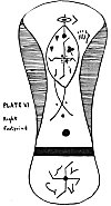 Plate VI. Right Footprint