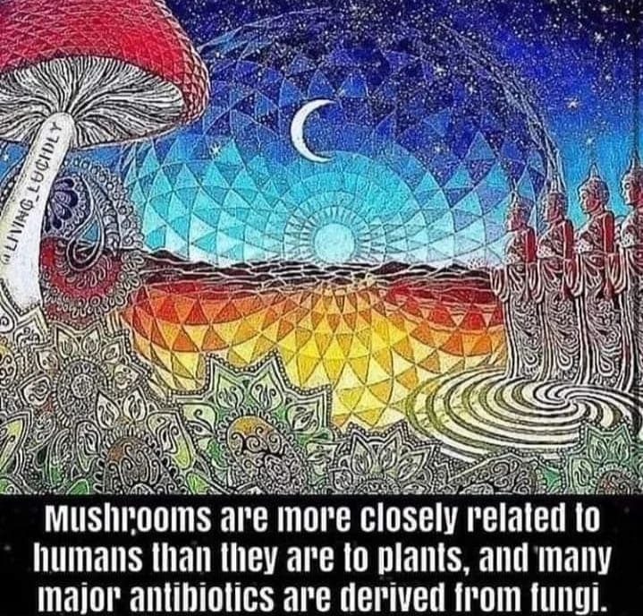 Mushroom Info Memes (12)
