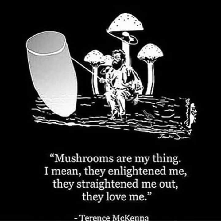 Mushroom Info Memes (8)