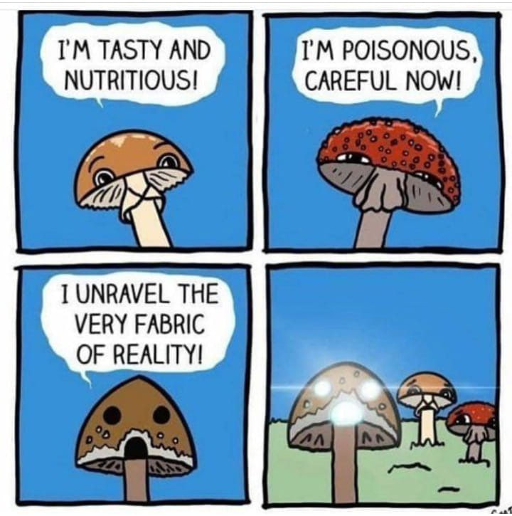 Mushroom Info Memes (9)