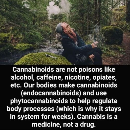 cannabinoids hemp