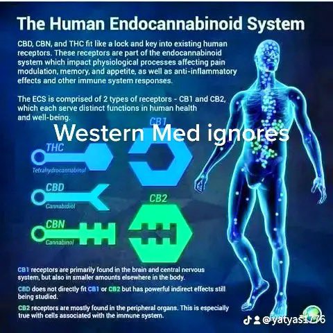 hemp endocannibanoid system 2