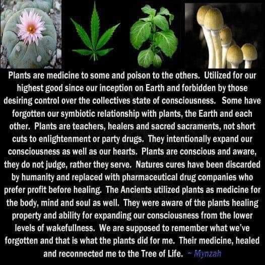hemp plant medicine