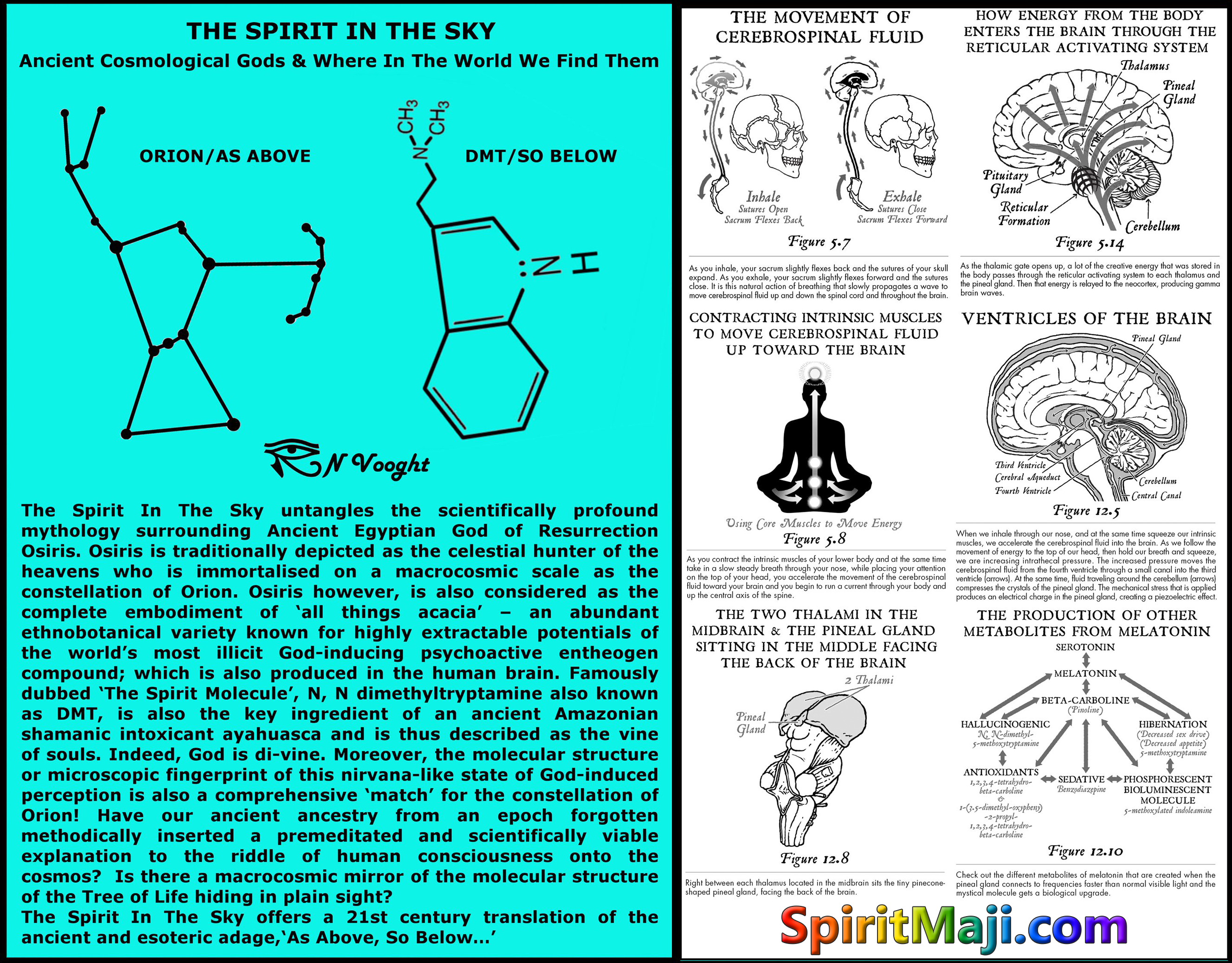 pineal dmt orion